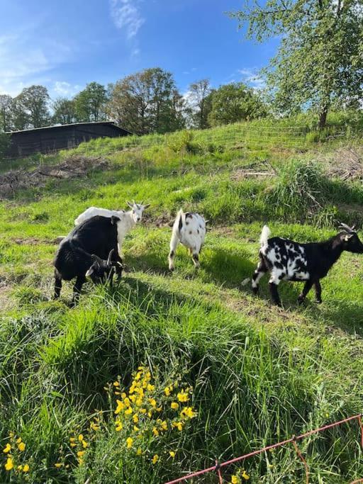 Bornhahn - Idylle Im Westerwald * Katzwinkel (Sieg)